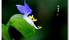 草丛中的一抹绿