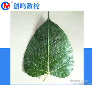 菩提叶闯入我的青春