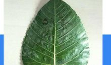 菩提叶闯入我的青春