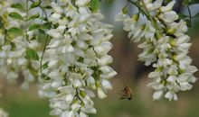 那段槐花飘香的日子