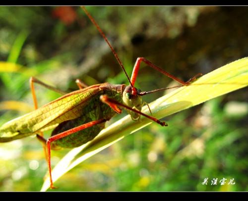 有趣的蚱hopper