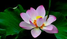 描写莲花的作文