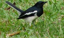 我是一只鸟——致想要自由的孩子们