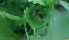 我在自然中发现了美