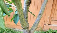 屋后那棵樱桃树