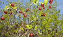 枣的浓香，真好