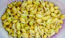 观察黄豆发芽日记