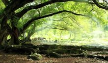 校园里的大榕树作文400字