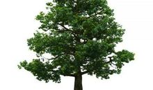 我是一棵幸福的大树