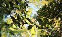 幽幽花香伴我行