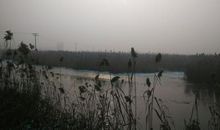 我爱老家白洋淀