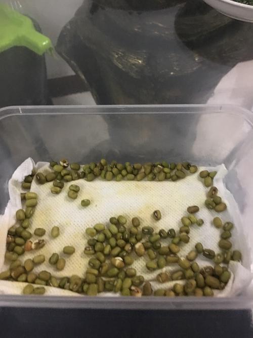 绿豆改造
