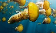 不该放弃的那片蔚蓝——观纪录片《海洋》有感