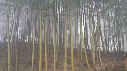 房子后面的小竹林