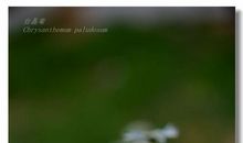 阳春布德泽，万物生光辉