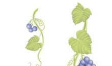 记忆中的葡萄藤