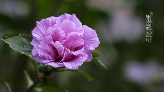 像花还是不像花
