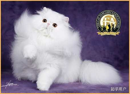 我的波斯猫