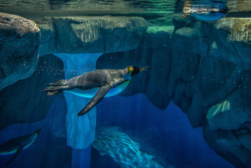 参观澳大利亚水族馆