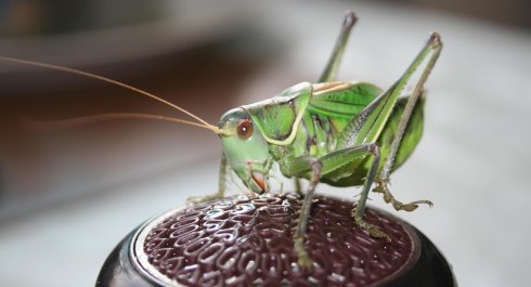 我的蚱hopper