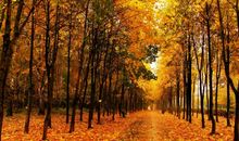 爱在我心中流动