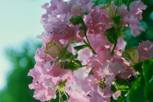 不败花