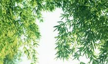 行走在茂密的竹林