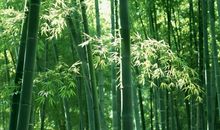 我所喜爱的翠竹