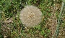 如果我是一株蒲公英