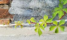 我希望我是爬山虎