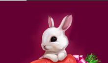 小兔子历险记