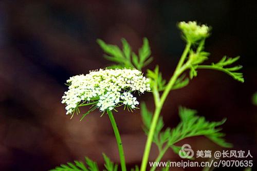 那一刻，我听到了鲜花盛开的声音