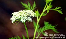 那一刻，听见花开的声音