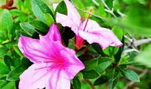 绝望中开出的花