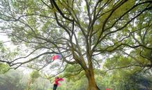 落叶飘零我的思念