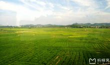 田野里的欢笑声