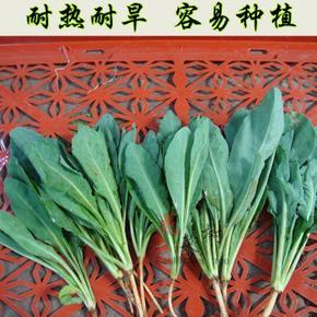 我最喜欢的蔬菜