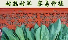 我最喜欢的蔬菜