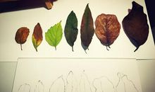 我与落叶的对话