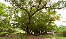 千年古榕千年情