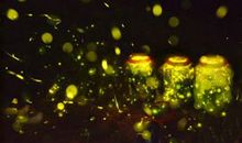 我是一只萤火虫