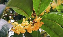 每当桂花飘香时