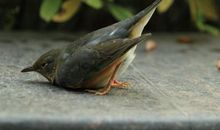 倾听流觞曲水的声音