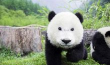 国宝熊猫
