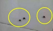 我是一只小飞虫