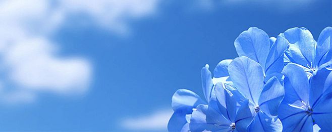 感恩使世界充满鲜花