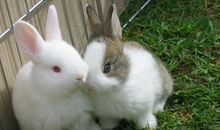 我喜欢的小动物小兔子作文二年级