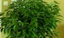 我最心爱的植物