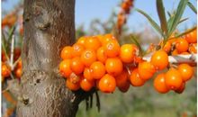 难忘的“宝贝”