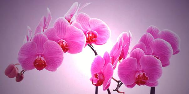 花协会